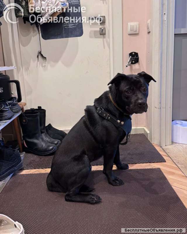 Ищу лучшую семью для лучшего мальчика