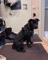 Ищу лучшую семью для лучшего мальчика