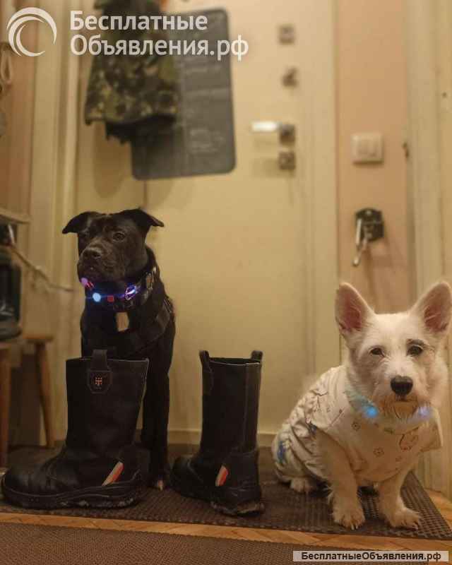 Ищу лучшую семью для лучшего мальчика