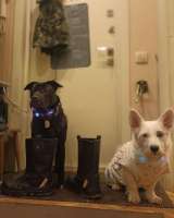 Ищу лучшую семью для лучшего мальчика