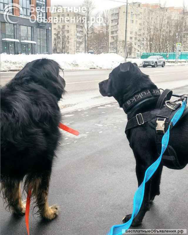 Ищу лучшую семью для лучшего мальчика