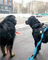 Ищу лучшую семью для лучшего мальчика