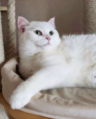 Снежанна ищет дом