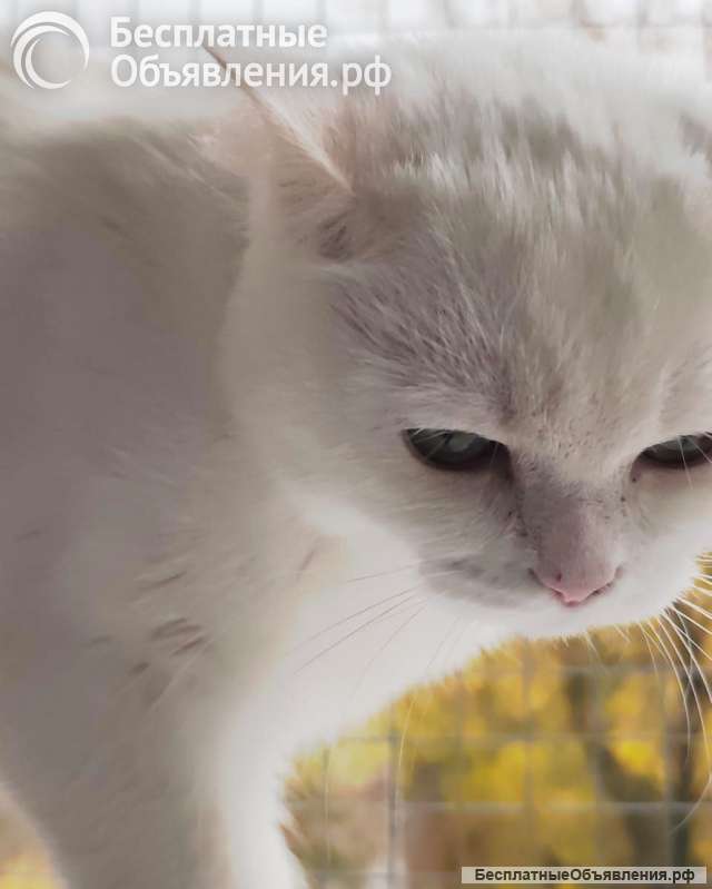 Снежанна ищет дом