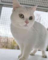 Снежанна ищет дом