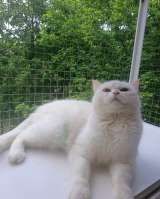 Снежанна ищет дом