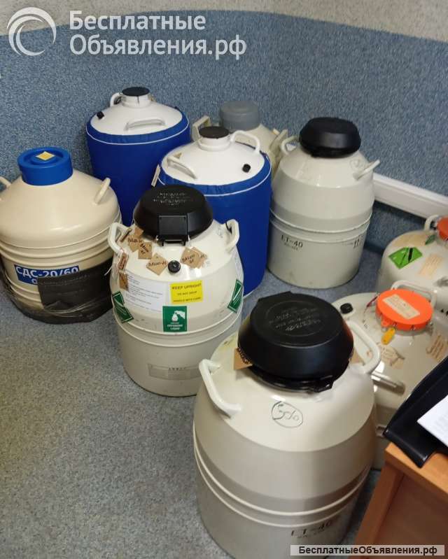 Доз Белой-Бельгийской Голубой породы Быков