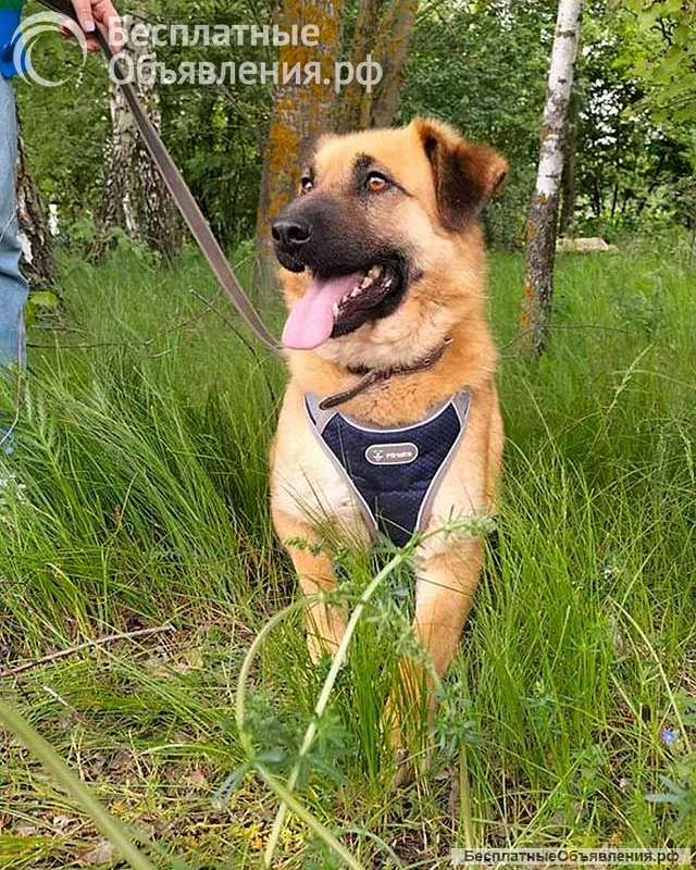 Некрупный солнечный пес Айк ищет дом