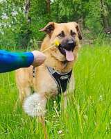 Некрупный солнечный пес Айк ищет дом