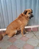 Некрупный солнечный пес Айк ищет дом