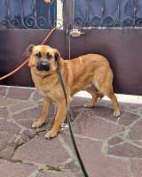 Некрупный солнечный пес Айк ищет дом