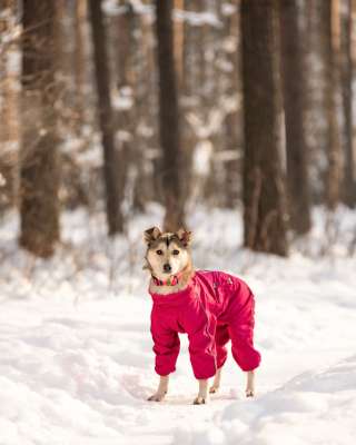 Трогательная принцесса Нала ищет свой дом