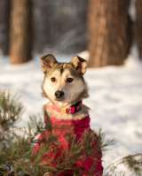 Трогательная принцесса Нала ищет свой дом