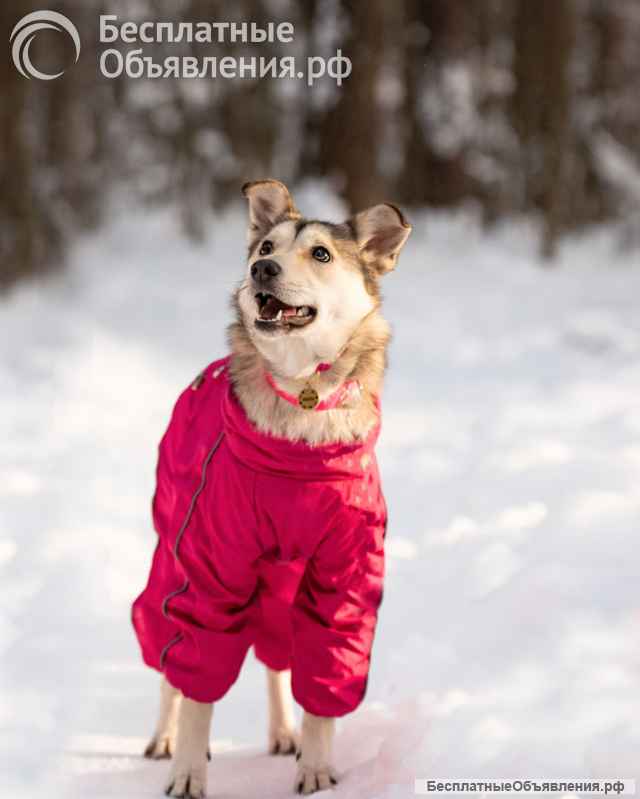 Трогательная принцесса Нала ищет свой дом