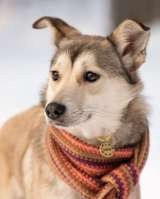 Трогательная принцесса Нала ищет свой дом