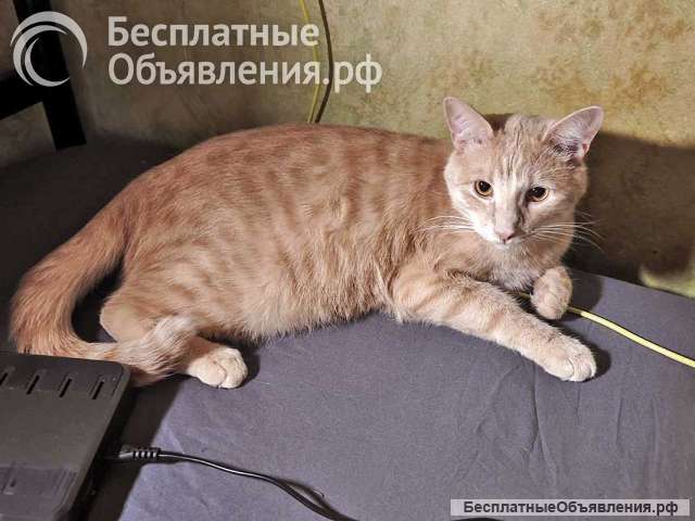 Рыженькое солнышко Санчо, молодой котик ищет дом