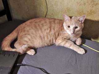 Рыженькое солнышко Санчо, молодой котик ищет дом