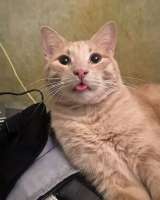 Рыженькое солнышко Санчо, молодой котик ищет дом