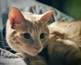 Рыженькое солнышко Санчо, молодой котик ищет дом