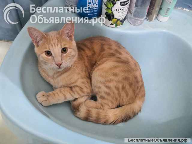 Рыженькое солнышко Санчо, молодой котик ищет дом