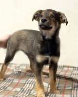 Веселый, ласковый щенок Мартин ищет дом