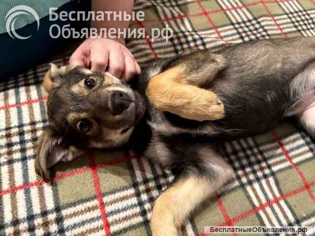 Веселый, ласковый щенок Мартин ищет дом