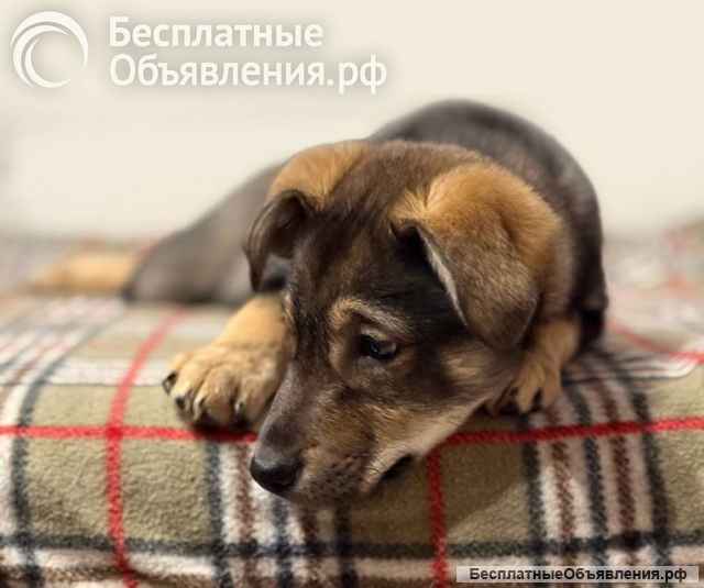 Веселый, ласковый щенок Мартин ищет дом