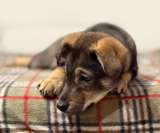 Веселый, ласковый щенок Мартин ищет дом