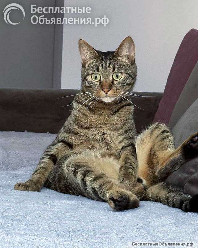 Ищет дом кот, который умеет любить