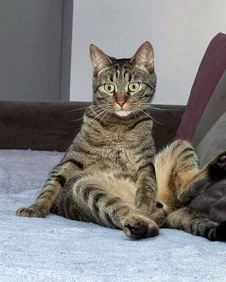 Ищет дом кот, который умеет любить