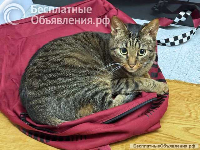 Ищет дом кот, который умеет любить