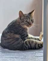 Ищет дом кот, который умеет любить