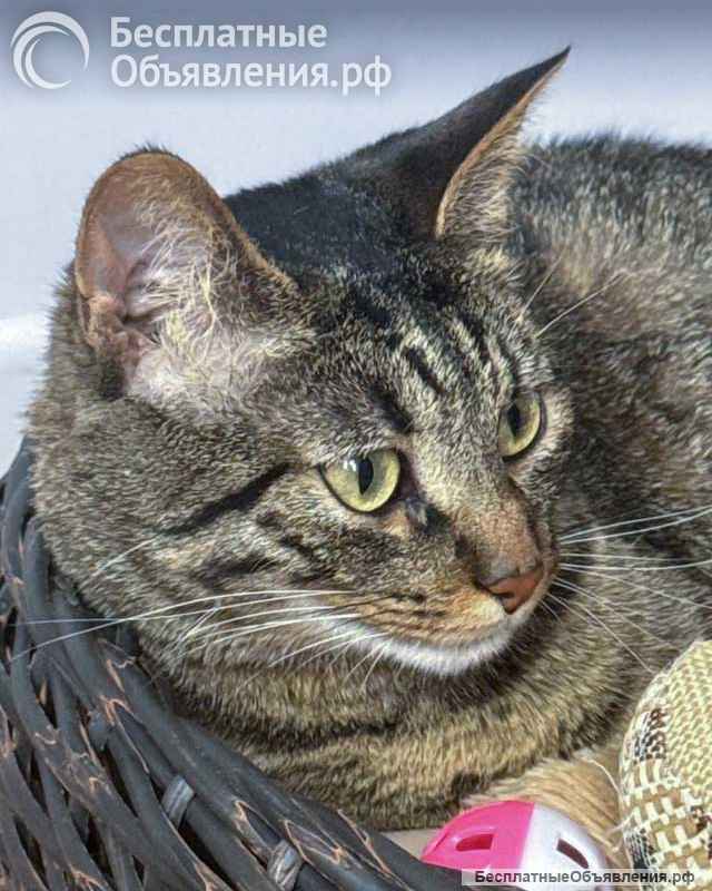 Ищет дом кот, который умеет любить