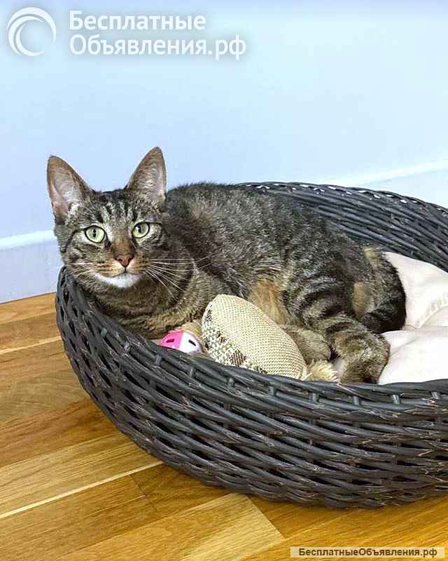 Ищет дом кот, который умеет любить