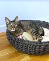 Ищет дом кот, который умеет любить