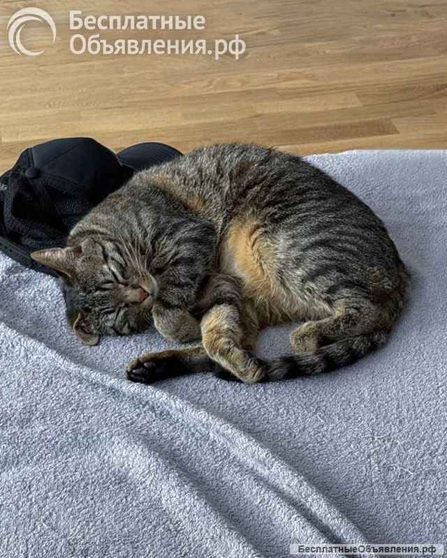 Ищет дом кот, который умеет любить