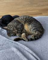 Ищет дом кот, который умеет любить