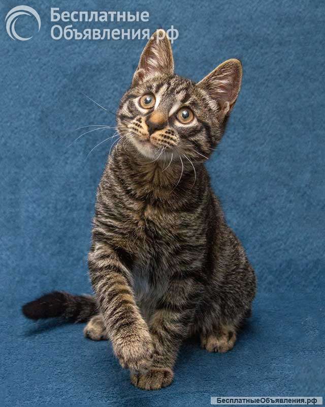 Ласковый и нежный малыш Тигрик ищет дом и любящее сердце