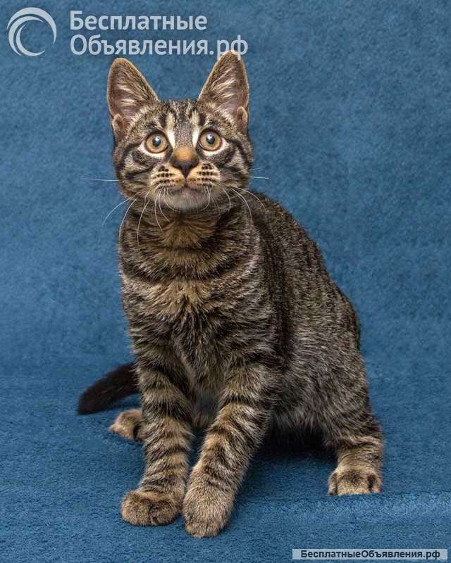 Ласковый и нежный малыш Тигрик ищет дом и любящее сердце