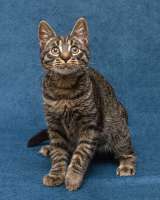 Ласковый и нежный малыш Тигрик ищет дом и любящее сердце