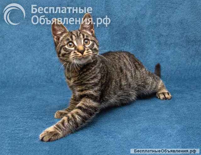 Ласковый и нежный малыш Тигрик ищет дом и любящее сердце