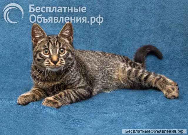 Ласковый и нежный малыш Тигрик ищет дом и любящее сердце