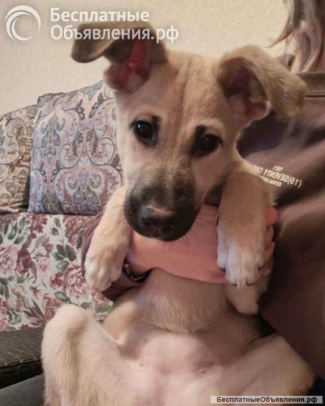 Люся, щенок, который очень хочет быть чьей-то