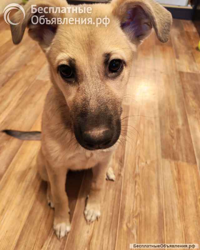 Люся, щенок, который очень хочет быть чьей-то