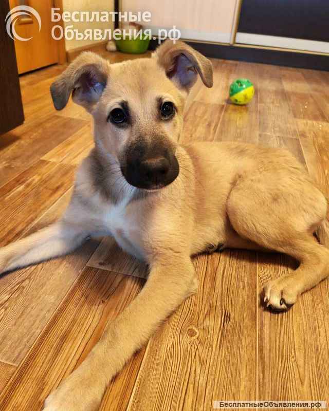 Люся, щенок, который очень хочет быть чьей-то