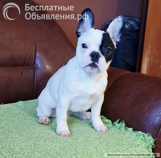 Французский бульдог красивая щенок-девочка