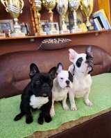 Французский бульдог красивая щенок-девочка