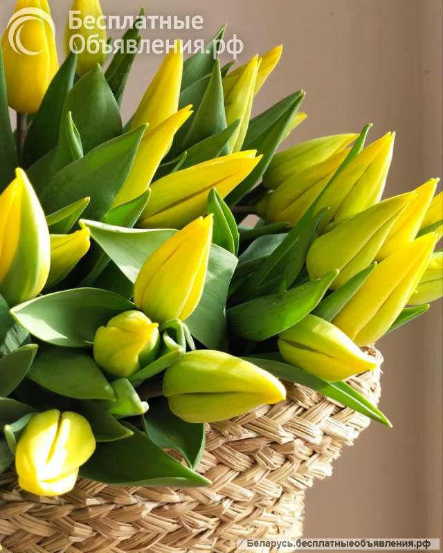Тюльпаны 2026 опт