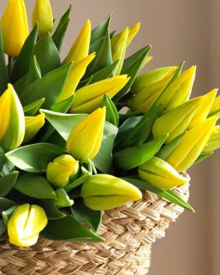 Тюльпаны 2026 опт