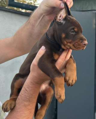 Доберман щенки на продажу